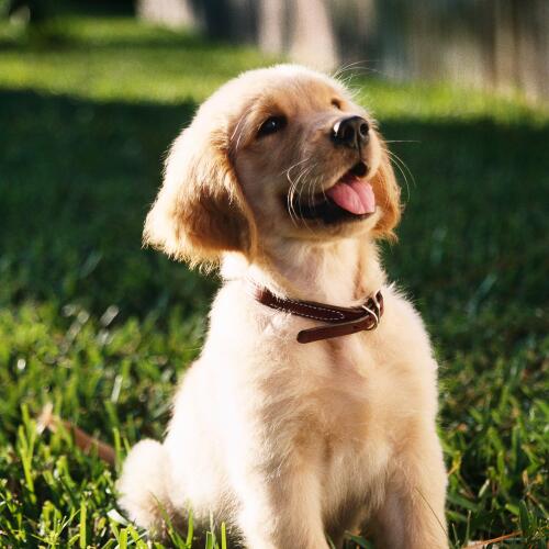 Golden Retriever – Chú Chó Gia Đình Thân Thiện, Dễ Mến