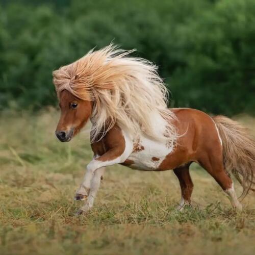 Ngựa Lùn Pony: Nguồn Gốc, Đặc Điểm và Sự Yêu Mến Từ Khắp Nơi Trên Thế Giới